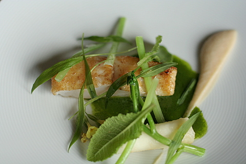 Turbot