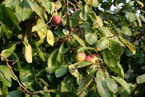 Branch with Plums