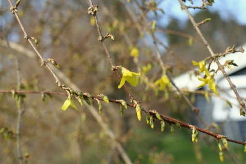 My flourishing forsythier