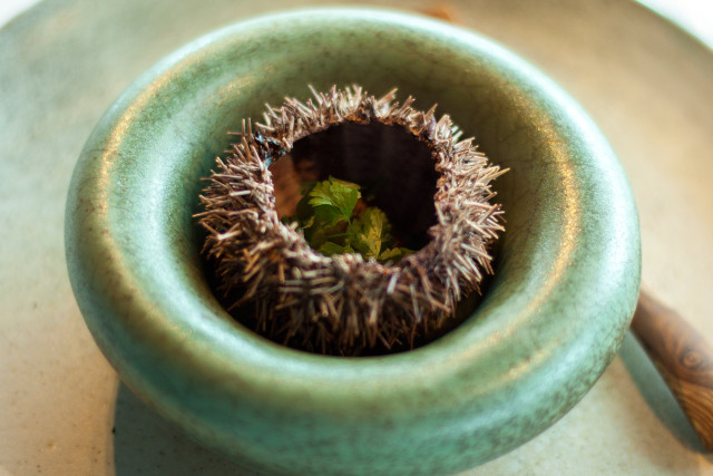 Sea Urchin - KOKS