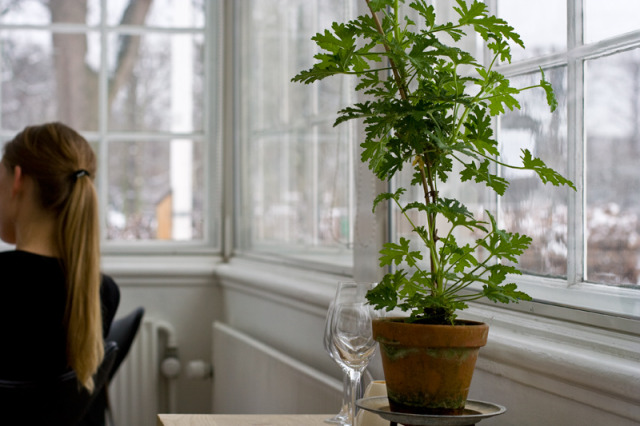 Geranium Plant